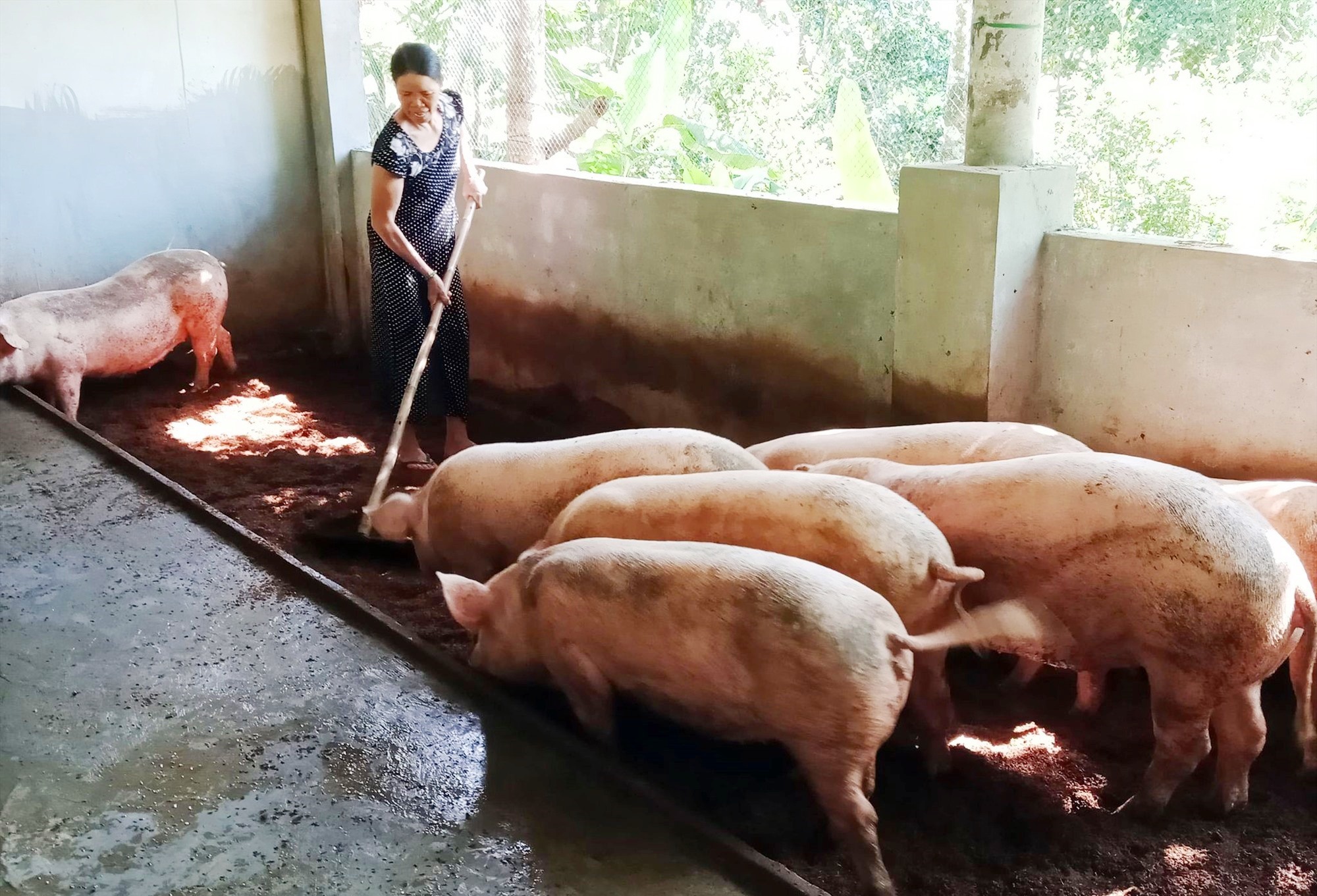 đệm lót sinh học nuôi heo