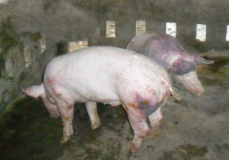 Trị Thương Hàn Ở Lợn