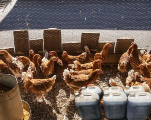 Bật mí kinh nghiệm dùng mật rỉ đường trong chăn nuôi gia cầm
