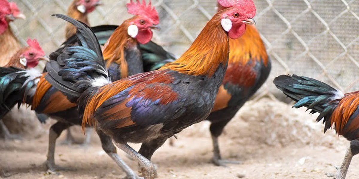 Ký Sinh Trùng Đường Máu Ở Gà