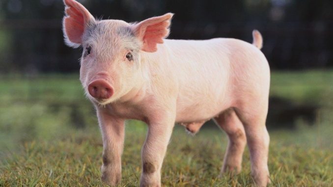 Cách sử dụng và lợi ích mà thuốc tăng trọng cho heo đem lại cho chăn nuôi