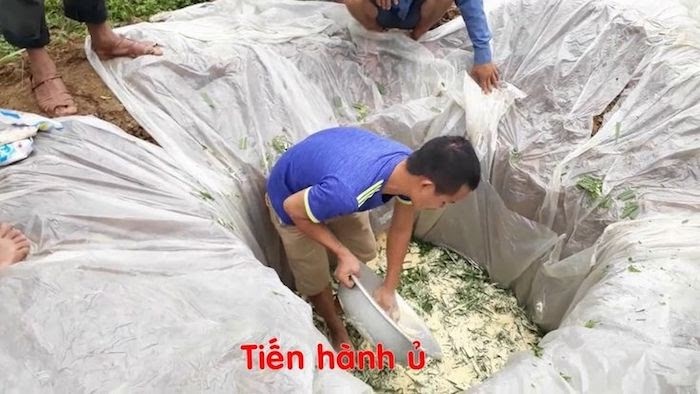 ủ thức ăn cho lợn