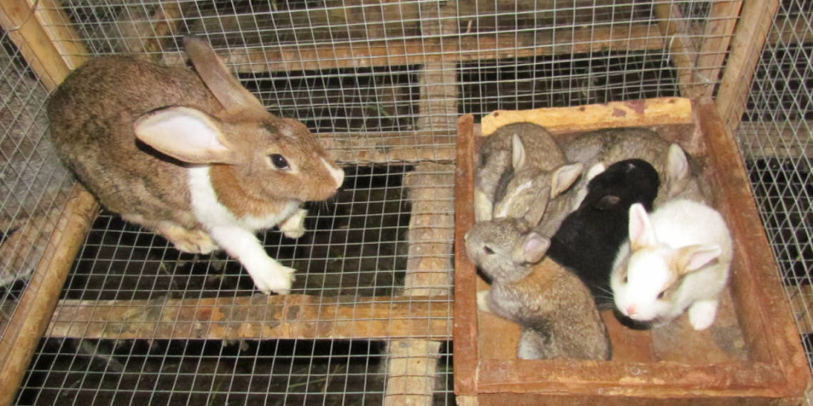 bệnh cầu trùng ở thỏ