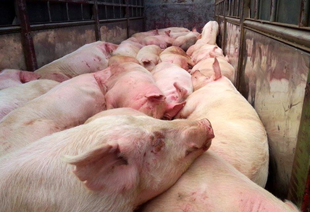 bệnh lở mồm lông móng ở lợn