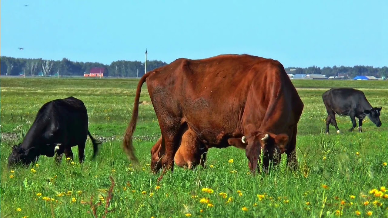  thuốc trị bò bỏ ăn
