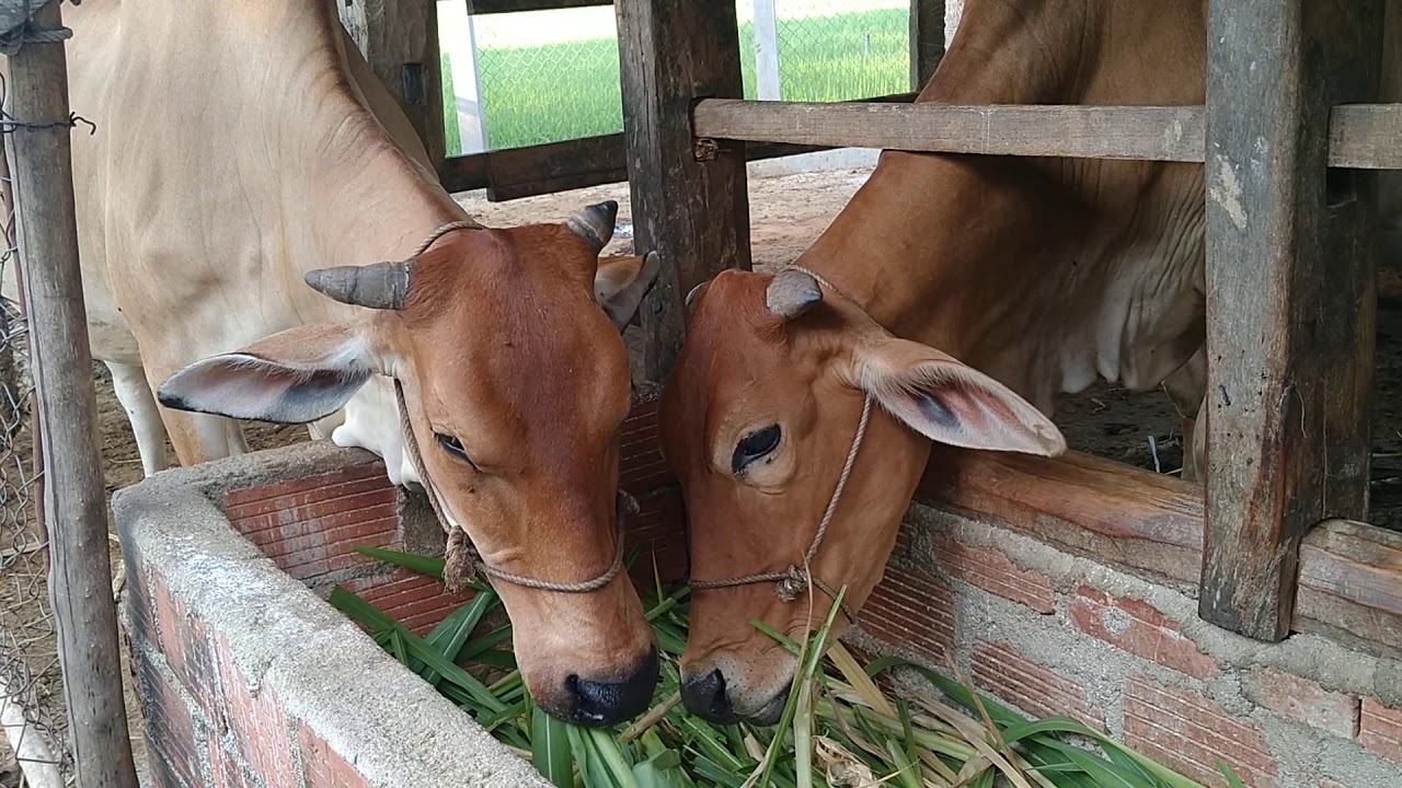  thuốc trị bò bỏ ăn