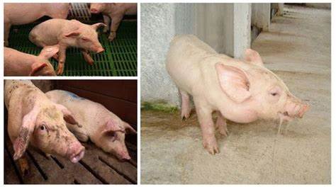 bệnh liên cầu khuẩn ở lợn