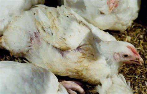 thuốc trị đường ruột cho gà