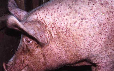 Bệnh ghẻ ở heo