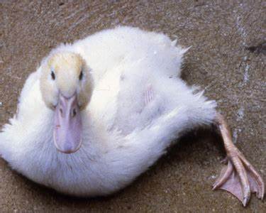 Bệnh bại huyết trên vịt