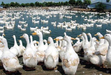 Bệnh bại huyết trên vịt