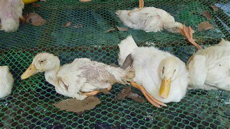 Bệnh bại huyết trên vịt