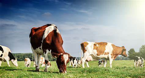  thuốc trị bò bỏ ăn