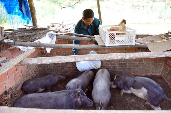 thanh cong tu mo hinh nuoi heo den ban dia tren dem lot sinh hoc