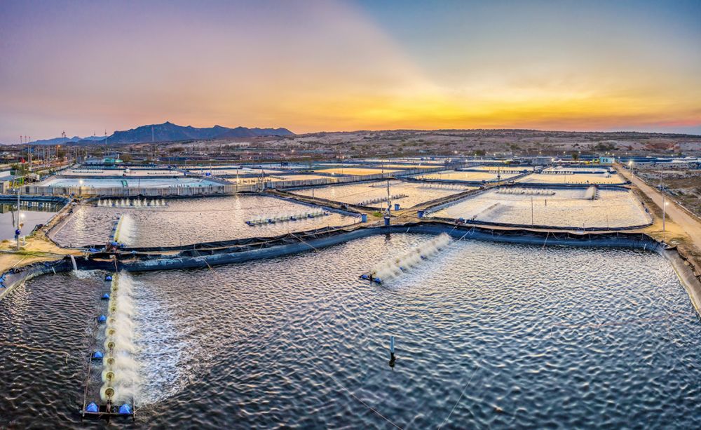 viet anh group tai trien lam Vietshrimp 2024 b