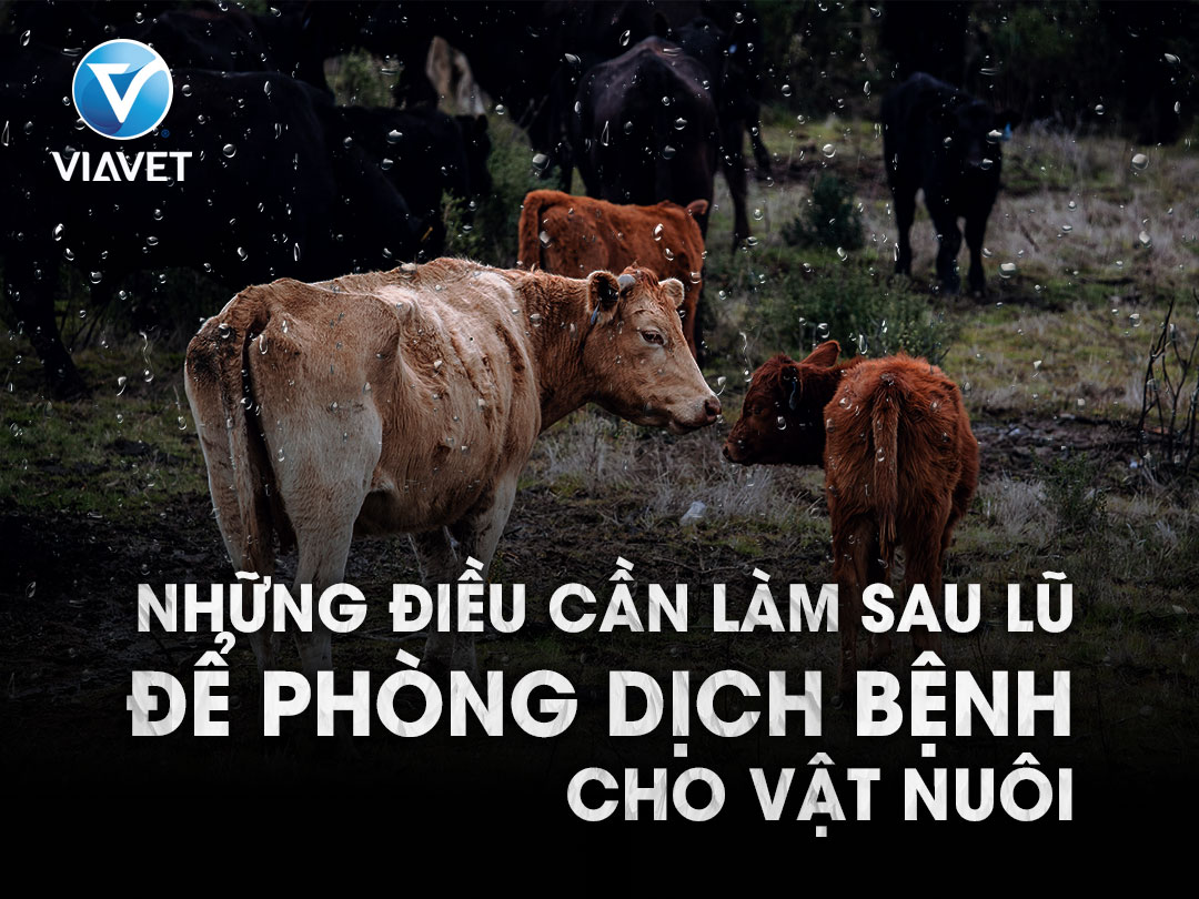 Nhung dieu can lam sau lu de phong dich benh cho vat nuoi