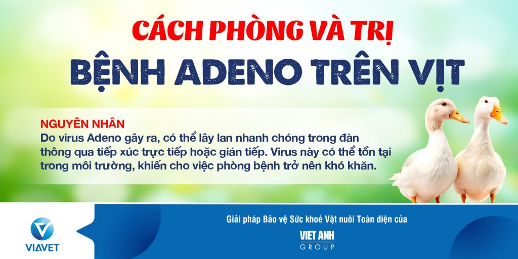 CACH PHONG VA TRI BENH ADENO TREN VIT 1