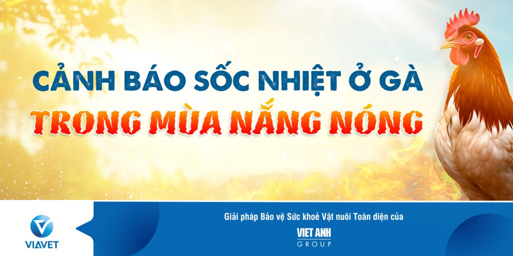 CANH BAO SOC NHIET O GA TRONG MUA NANG NONG 1