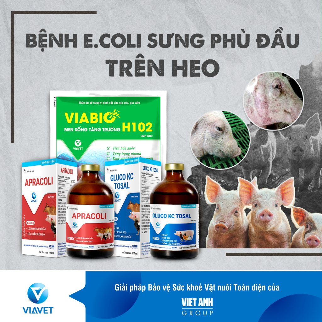 BENH E.COLI SUNG PHU DAU TREN HEO