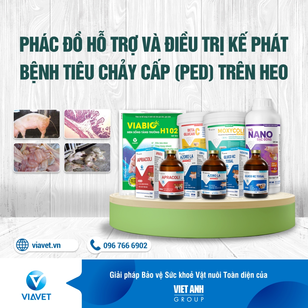 PHONG NGUA TIEU CHAY CAP O LON