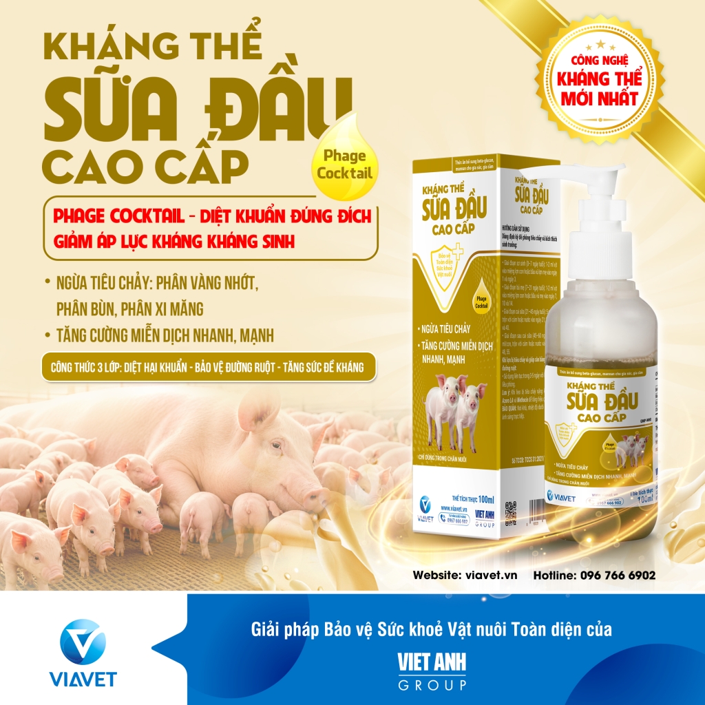 Kháng thể sữa đầu cao cấp Phage Cocktail