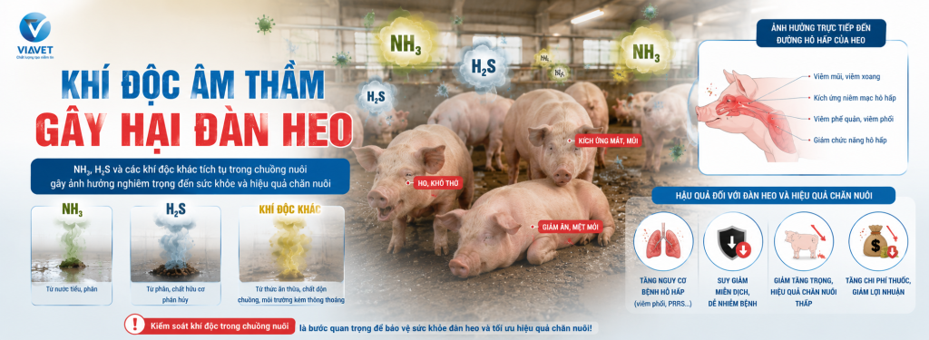 Khí độc âm thầm gây hại đàn heo