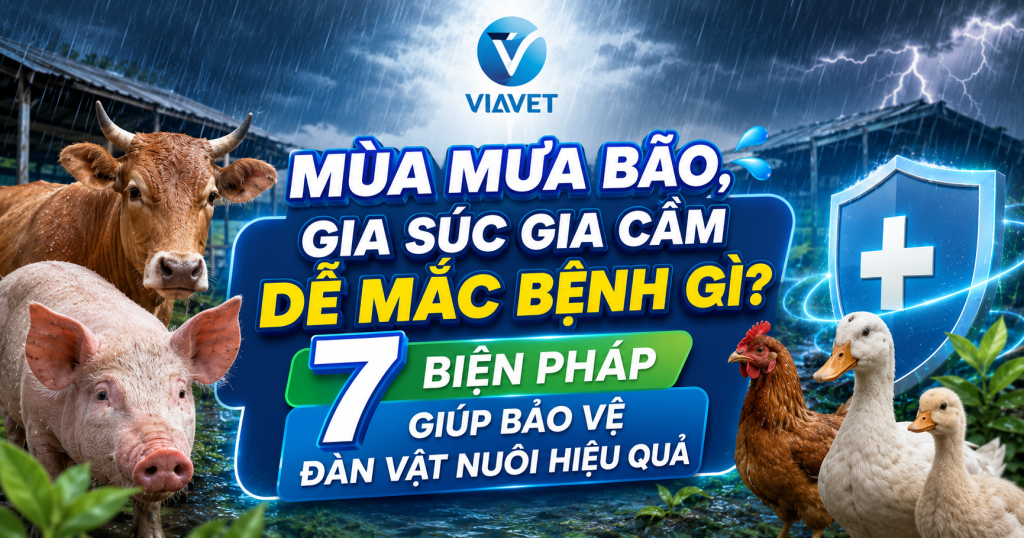 mùa mưa bão gia súc, gia cầm dễ mắc bệnh