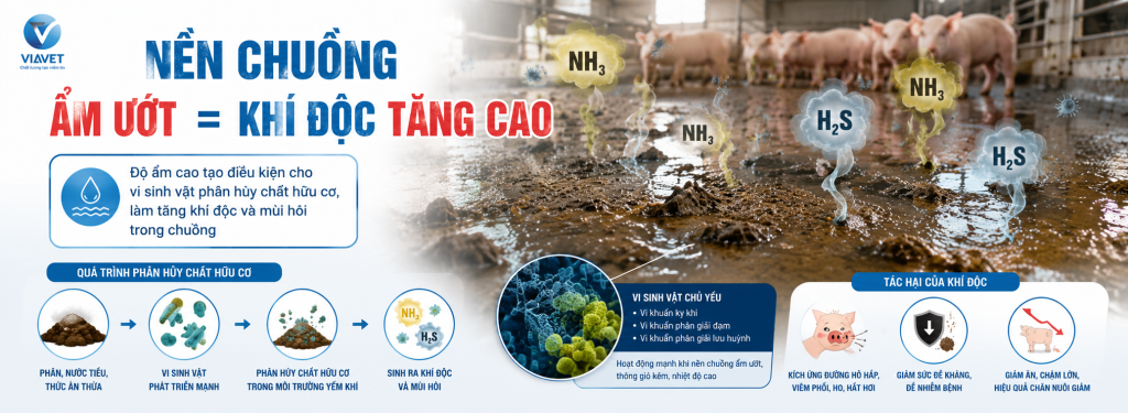 nền chuồng ẩm ướt khiến khí độc tăng cao