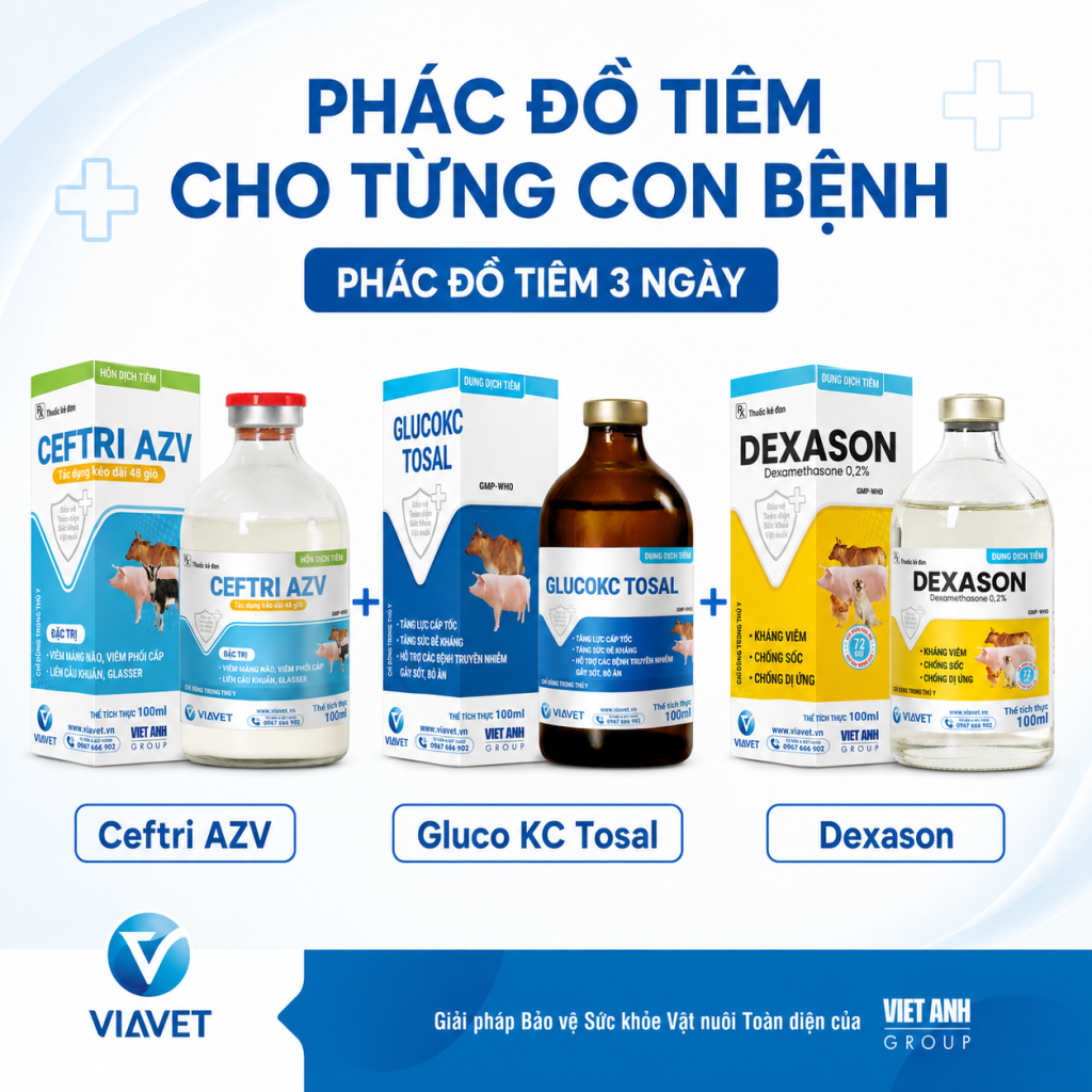 Phác đồ điều trị bệnh Glasser trên heo