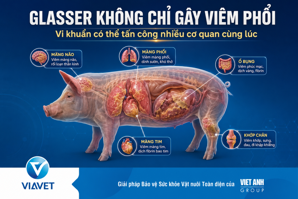 Bệnh glasser trên heo