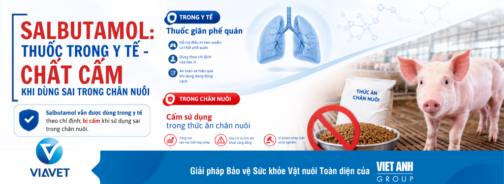 Salbutamol van duoc dung trong y te theo chi dinh bi cam khi su dung sai trong chan nuoi