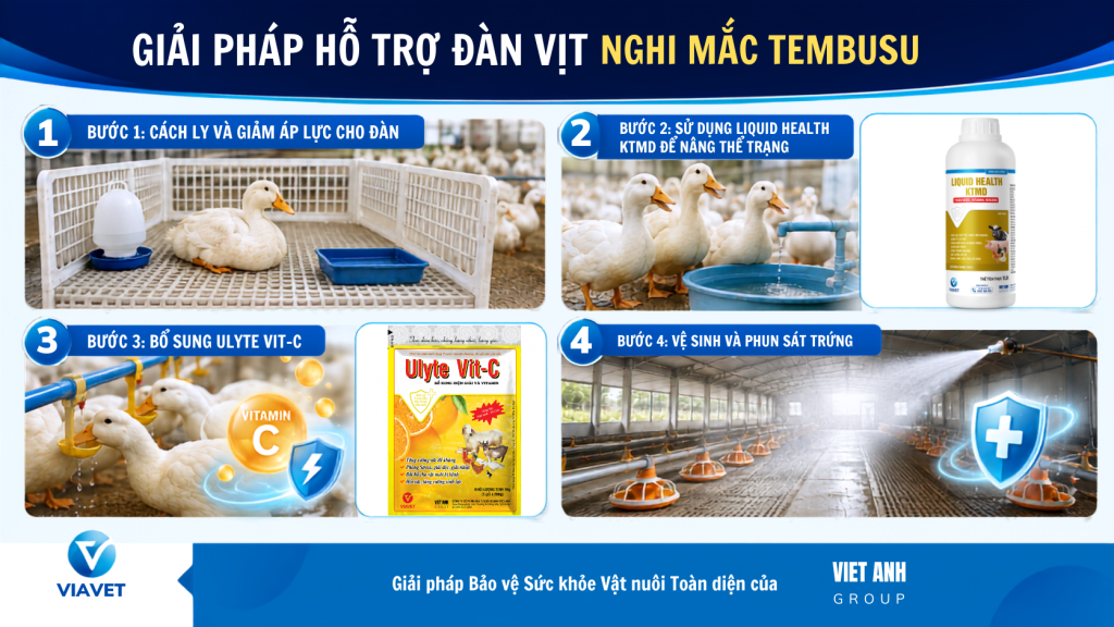 nghi mac tembusu